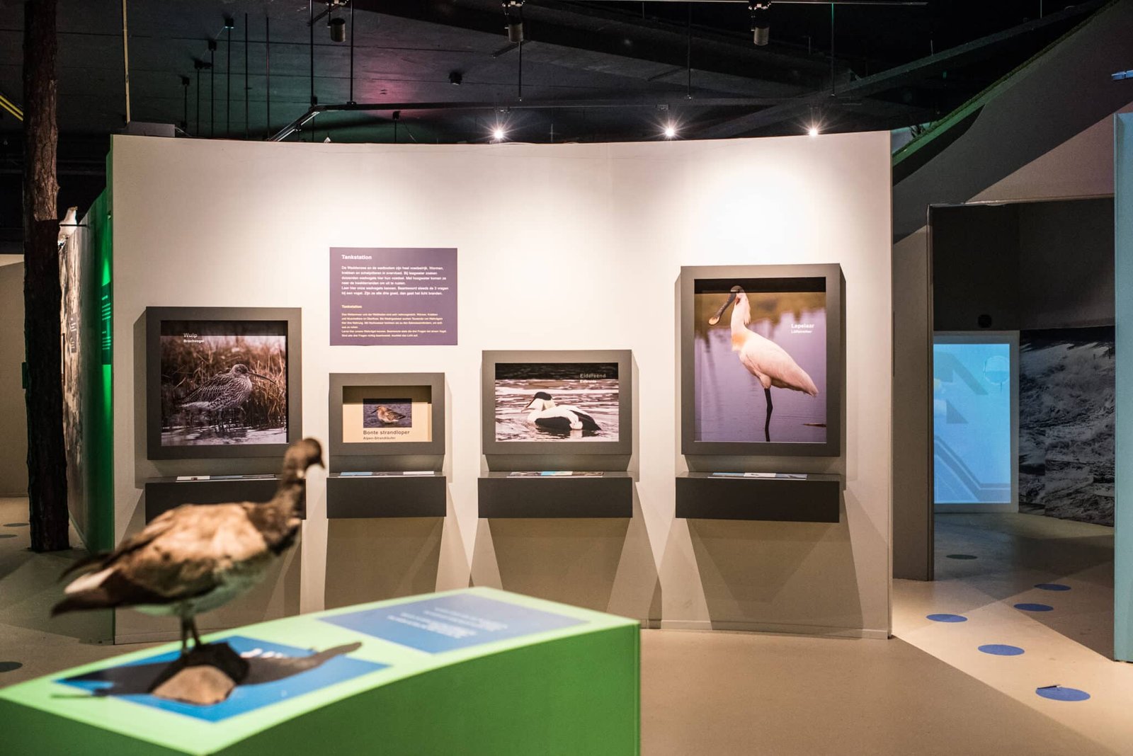 7 Amelandfoto-natuurcentrum-5